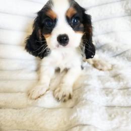 Bandito - Tri-color male Cavalier King Charles Spaniel puppy in Wilburton, Oklahoma from My Kids Kennel