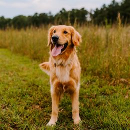 Stella - Golden Retriever