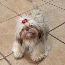 Alize - Shih Tzu