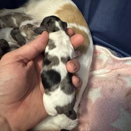 Puppy 4 - Fawn (Isabella) female Dachshund puppy in Copperas Cove, Texas from Creme de la Creme Dachshunds