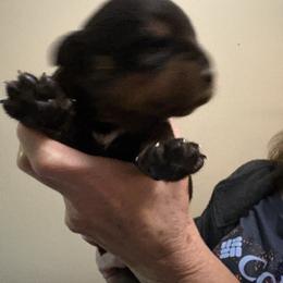 Spot - Black and mahogany male Rottweiler puppy in Colorado Springs, Colorado from Von Locher Rotties