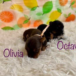 Olivia - Chocolate, tan and white female Yorkshire Terrier puppy in Tulsa, Oklahoma from Conns Cuddly Canines
