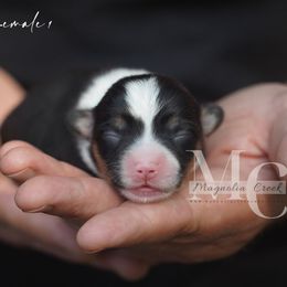 Tri F 1 - Black and tan female American Corgi puppy in Straughn, Alabama from Magnolia Creek Corgis