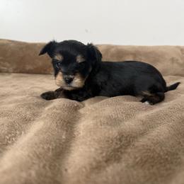 Finley - Black and tan male Yorkshire Terrier puppy in Elk Ridge, Utah from Janita's Yorkshire Terriers