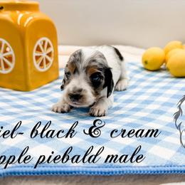 Castiel - Dapple male Dachshund puppy in Prairieville, Louisiana from Southern Barron Danes & Dachshunds