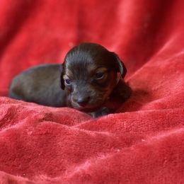 Reese (purple collar) - Chocolate and tan female Dachshund puppy in Richmond, Virginia from Paw Prints