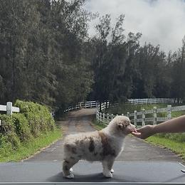 Astra - Red merle female Miniature American Shepherd puppy in Kamuela On The Big Island, Hawaii from Royal Hawaiian Aussies LLC