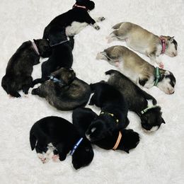 Siberian Husky Puppies from Noble Heart Siberians