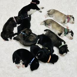 Siberian Husky Puppies from Noble Heart Siberians