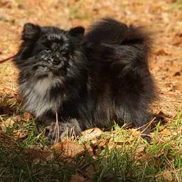 Skittles - Blue merle female Pomeranian puppy in Newport News, Virginia from Nel’s Pomeranians
