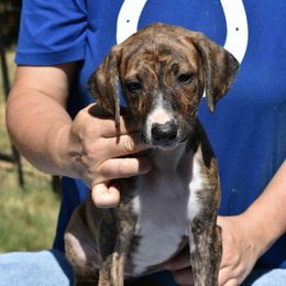 Brindle girl - Red brindle and white female Greyhound puppy in Sacramento, California from Stout-Hearted Hounds