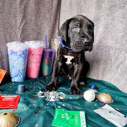 Ridoc - Blue and white male Great Dane puppy in Climax, Michigan from Beaver Creek Danes