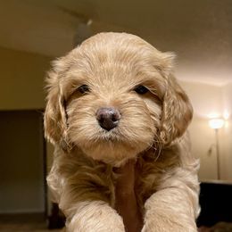 Cavapoo and Cockapoo Puppies from Benji’s Cockapoos