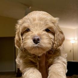 Cavapoo and Cockapoo Puppies from Benji’s Cockapoos