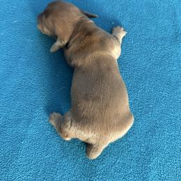 Chocolate based red hidden dapple - Dapple female Dachshund puppy in South Willard, Utah from Doxies in the Sun