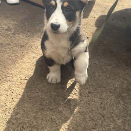 Pembroke Welsh Corgi Puppies from Ruidoso's Crowned Companions