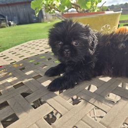 Shih Tzu puppies from Kim's Shih Tzus