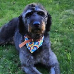 Wendy - Labradoodle