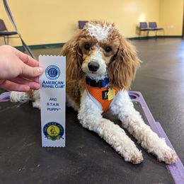 Poodle All Grown Up from Crimson Ridge Poodles