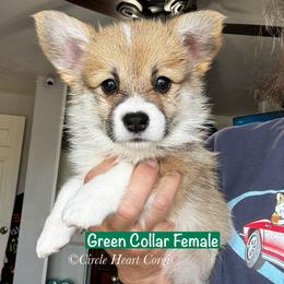 Green Collar - Red female Pembroke Welsh Corgi puppy in Anza, California from Circle Heart Corgis