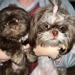 Shih Tzu All Grown Up from P and J Farms