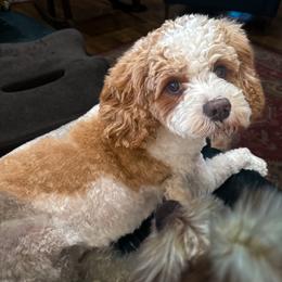 Sadie - Cavapoo