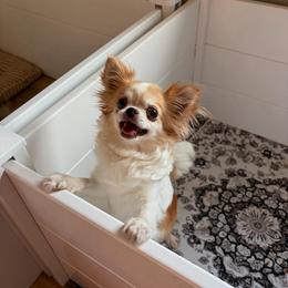 Emmy - Gold and white female Chihuahua puppy in Beaumont, Texas from Down south pups