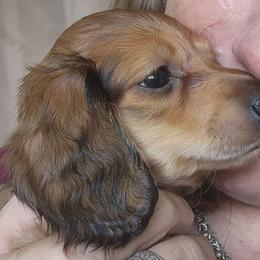 Stella x Morgan red longhair girl - Dachshund puppy from Dozendachs