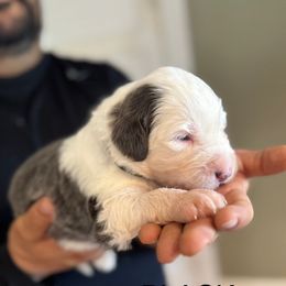 Black boy - Blue gray and white male Sheepadoodle puppy in Riverside, California from Downtown Doodles & Frenchies