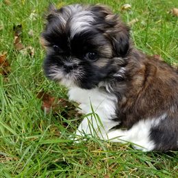 Shih Tzu Puppies from Country Blessed Shih Tzus
