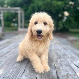 Tucker - Cream male Goldendoodle puppy in Goldsboro, North Carolina from The Grantham House