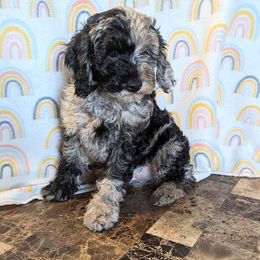 Aussiedoodle, Australian Shepherd, Bernedoodle, Cockapoo, and Poodle Puppies from Sis' Doodles & Poodles