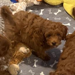 Steve - Red male Assorted Doodle Crosses puppy in Sun City, Arizona from Frosty Acres Cockapoos and Doodles