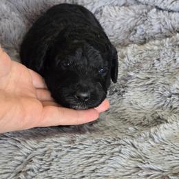 Black boy 2 - Black male Poodle puppy in Bauxite, Arkansas from Mountain Ridge Poodles