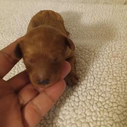 Girl 1 - Red female Cavapoo puppy in East Providence, Rhode Island from Marta's Cavaliers