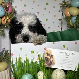 Oreo - Black and white male Cockapoo puppy in Griffin, Georgia from Rawls Lovely Little Tots