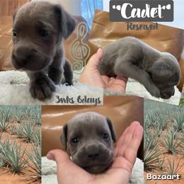 Cadet - Gray male Cane Corso puppy in San Isidro, Texas from MTZCC Ranch, LLC