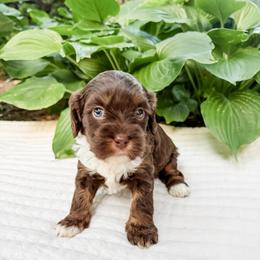 Taffy - Munchkin Bernedoodle - Tri-color female Bernedoodle puppy in Sharpsburg, Georgia from Steindoodles