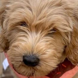 Aussiedoodle and Goldendoodle All Grown Up from Hunting Creek Kennels