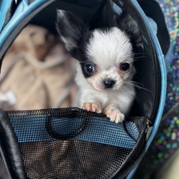 Chihuahua Puppies from Cloud9 Chihuahuas