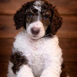 Rizzo - Parti female Poodle puppy in Washington, Pennsylvania from Patriotic Poodles