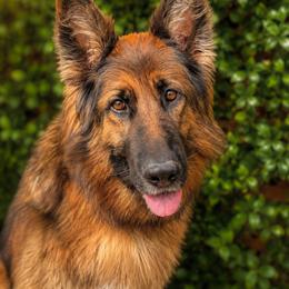 Zambia - German Shepherd