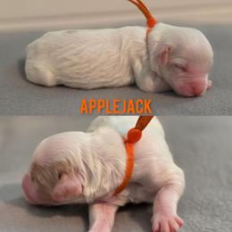 Applejack - Parti male Goldendoodle puppy in Summerville, South Carolina from Channys Doodles