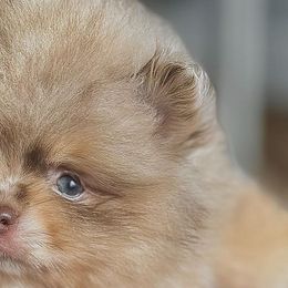 Pomeranians from Twins Dream Kennel