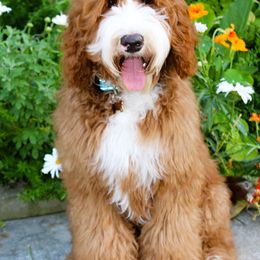 Australian Labradoodle puppies from LILY'S Labradoodles