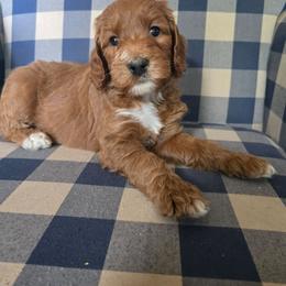 Calvin - Red male Labradoodle puppy in Galt, Missouri from Only Doodles!