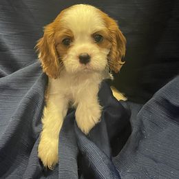 Cavalier King Charles Spaniel Puppies from Frosty’s Cavaliers