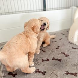 Golden Retriever Puppies from Rose n’ Thistle Farm