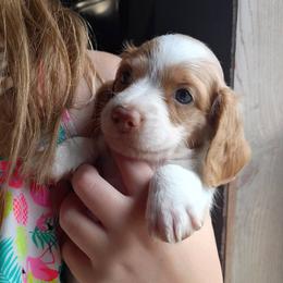 Moonshine - Piebald male Dachshund puppy in Harrison, Arkansas from Dachshunds on the Hill