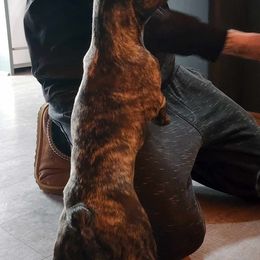 Maleficent - Brindle French Bulldog puppy in Davenport, Iowa from QC Finest Frenchies & Brussels